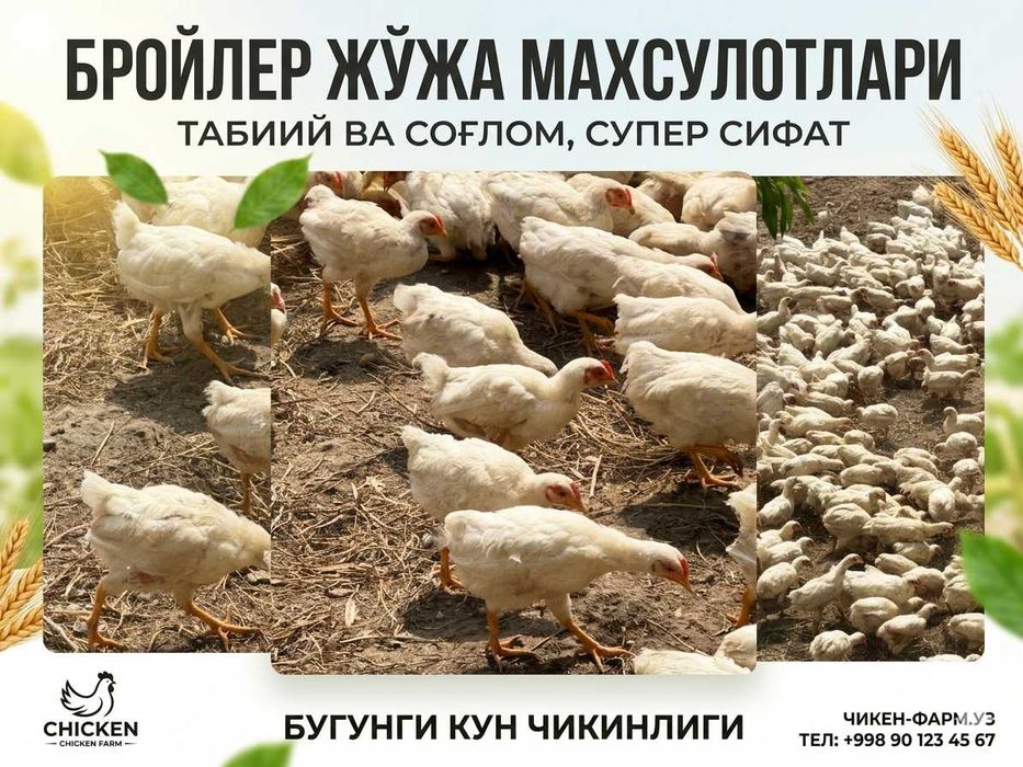 Броллер жўжалар сотилади