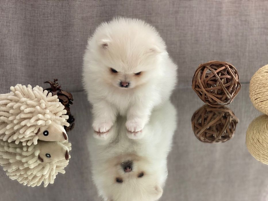 Продам щенков померанского шпица