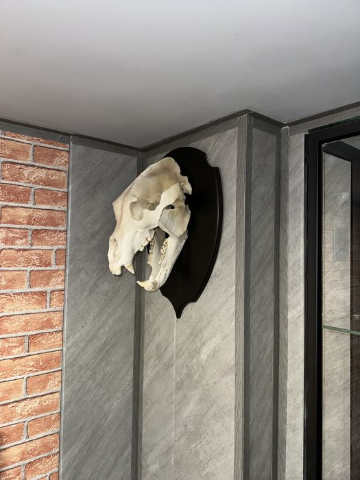 Продам череп животного хищника на медальоне