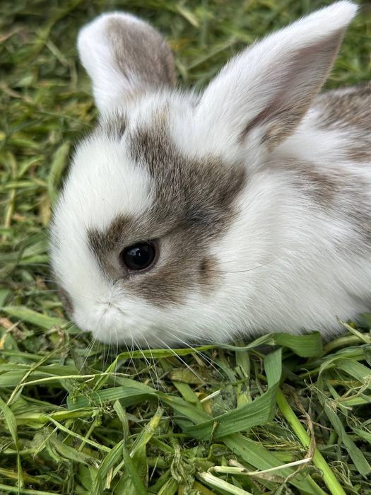 Quyon bolalari sotiladi 1 oylik