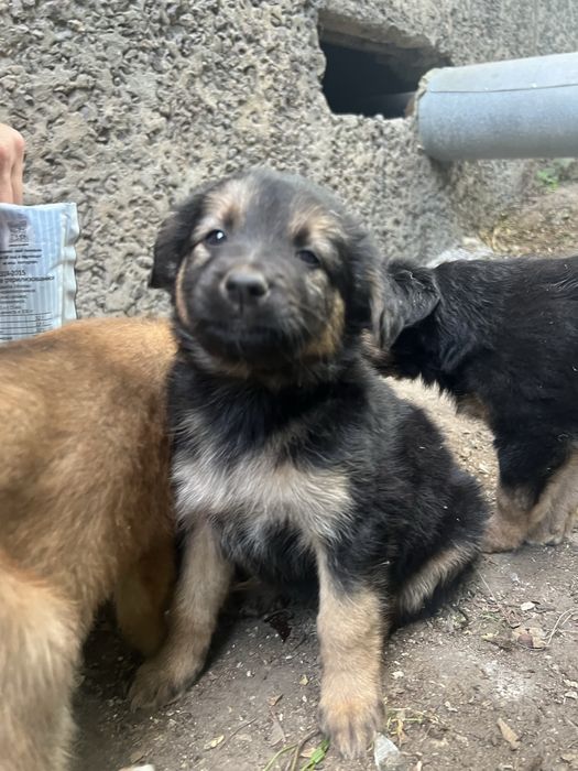 Щенок девочка бесплатно