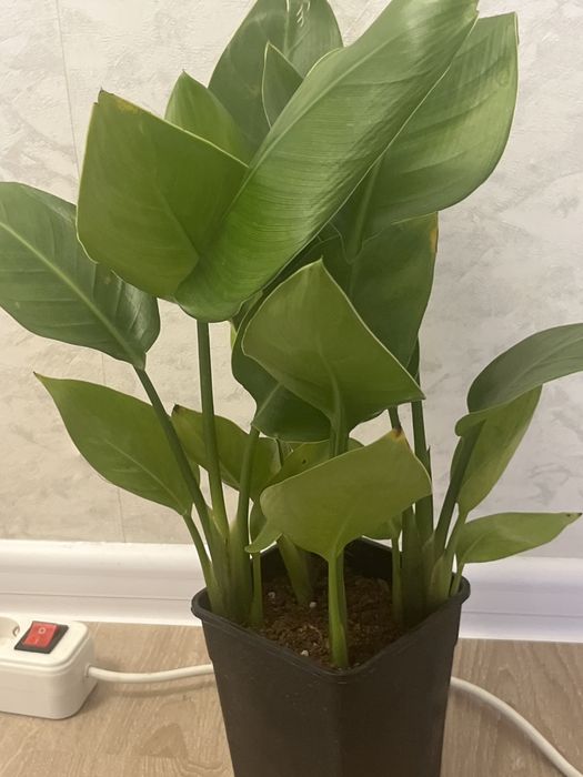 Комнатные растения не требующе  особого ухода