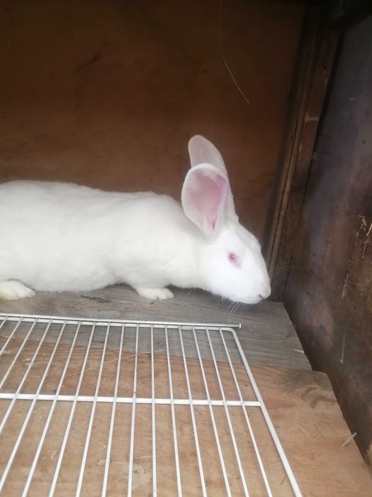 Iepuri californieni pui și femele  mature