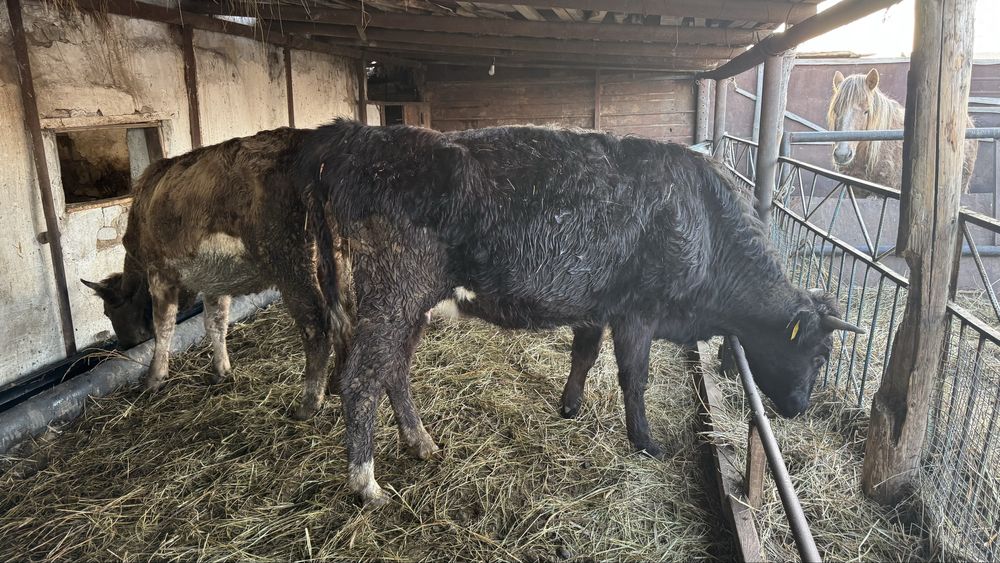 Коровы с телятами, бычок и тёлка