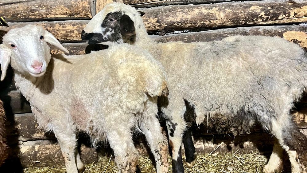 Продам молодых овечек