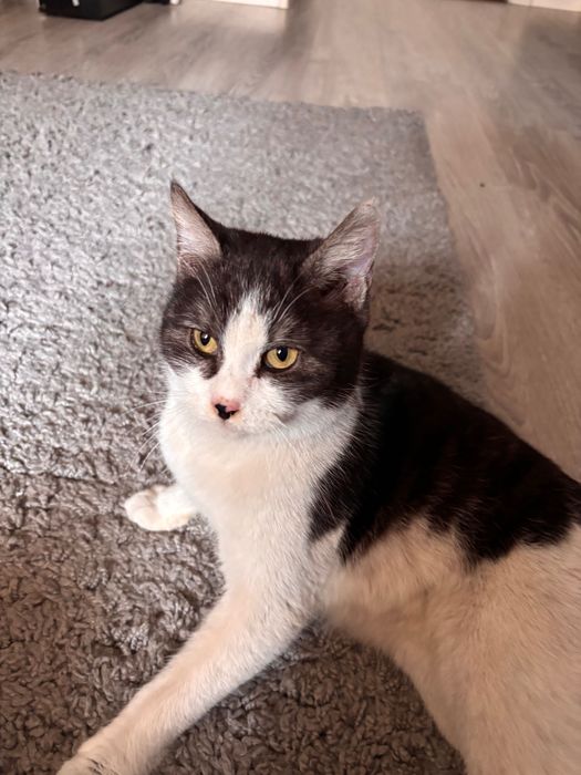 Отдам в добрые ручки