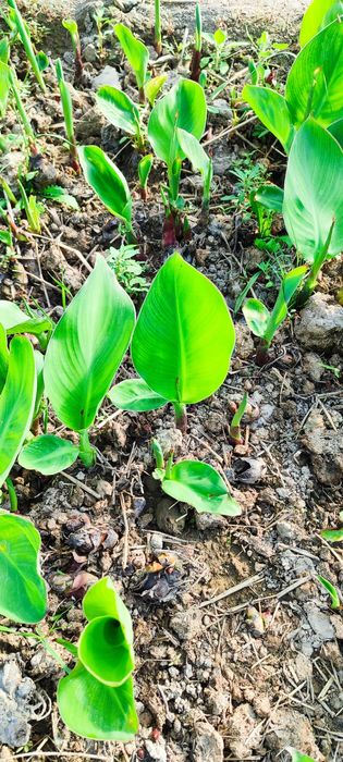 Kan gul kan Lola kup yillik buyi past katta gullaydi  eng zur sorti