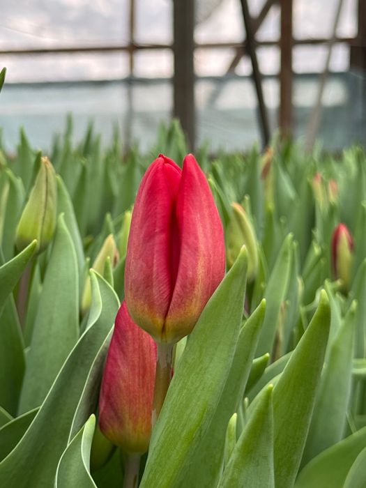 Тюльпаны оптом и в розницу