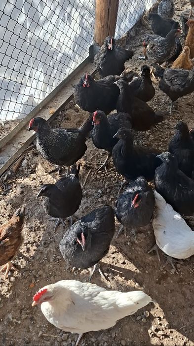 Домашний балапандар 90кундік