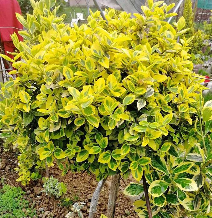 Tuia,lilandi,tei,mesteacăn,pawlonia,arțar,potinia,laur englezesc