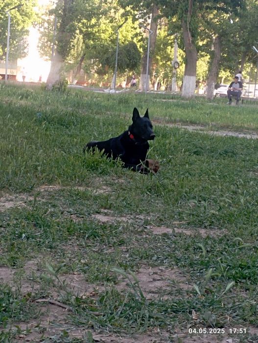 Восточно-европейская овчарка