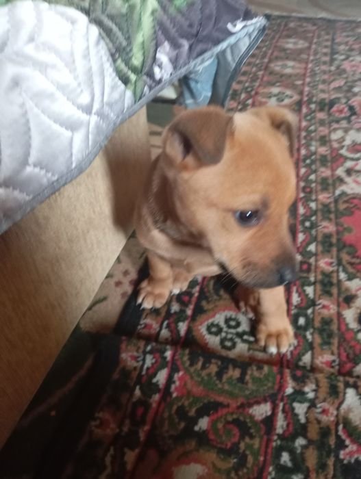 Метисы питбуля и дворняги