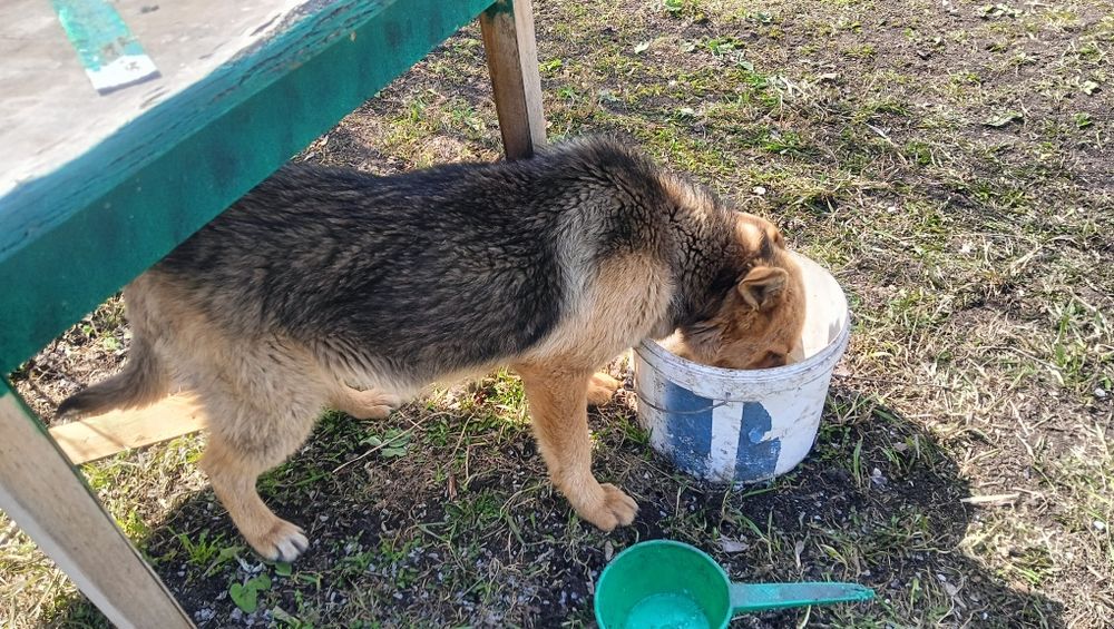 Отдам собачку девочку