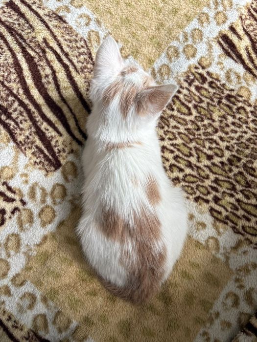котёнок девочка 2 месяца