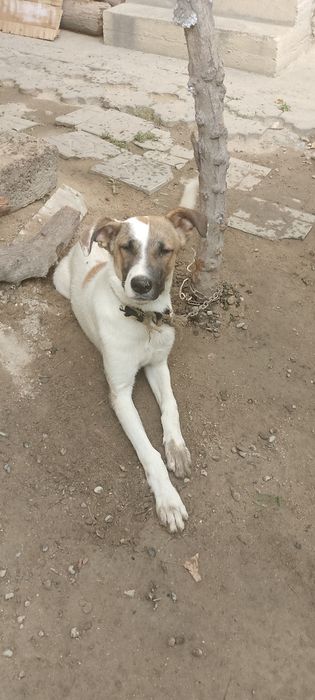 Собака алабайский