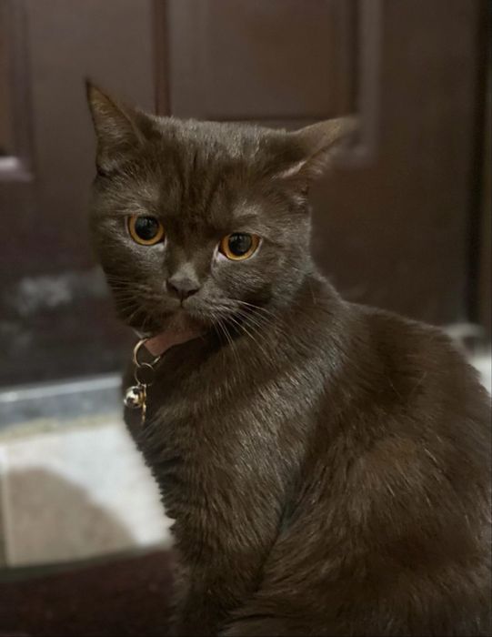 Отдам кошечку, британку