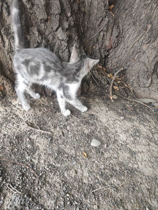 Котёнок мальчик 2 месяца