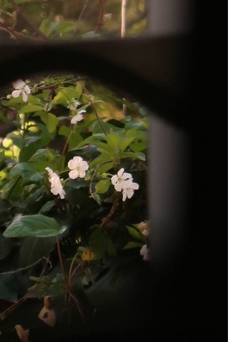 Canon powerShot g7x mark II