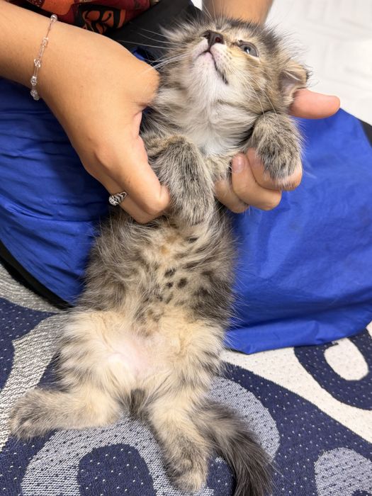 Котята вислоухие