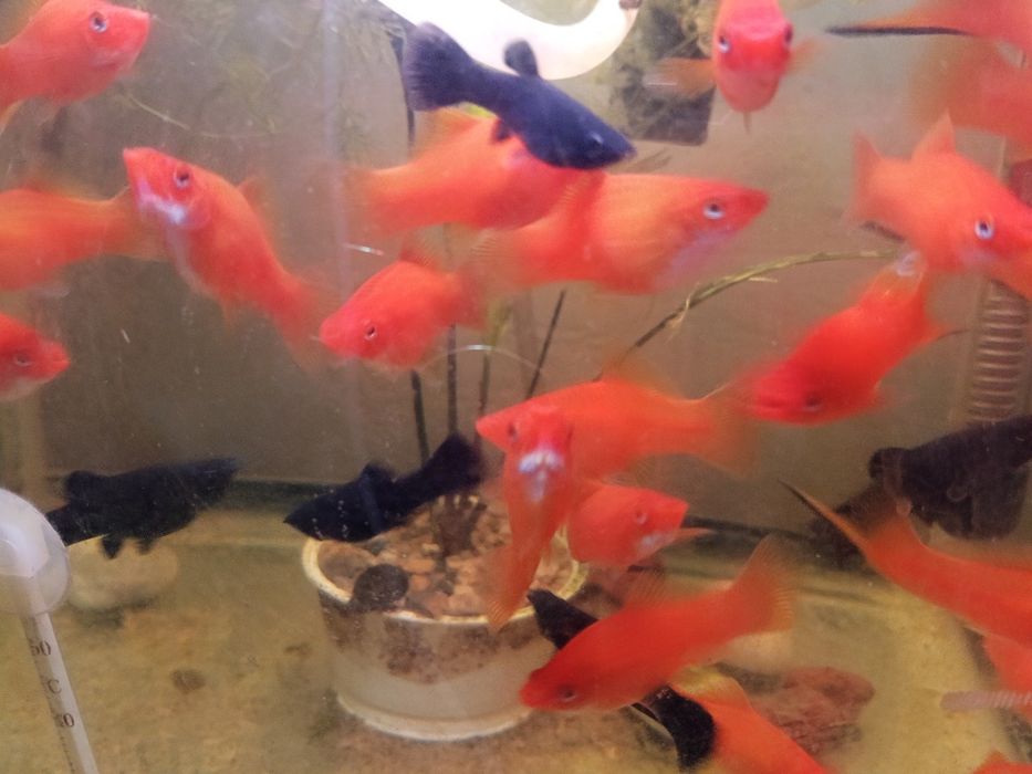 Аквариумные рыбки