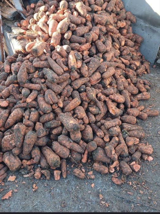 Продам кормовую морковь