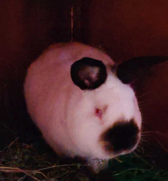 Kalif sames (erkak) sotiladi