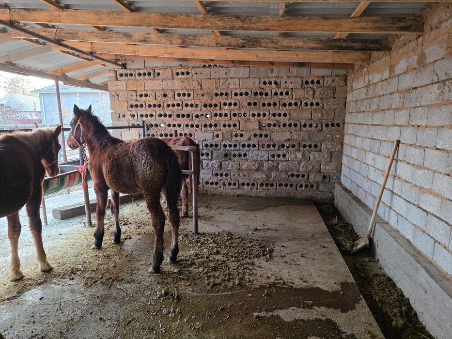 Биылғы жабағилер