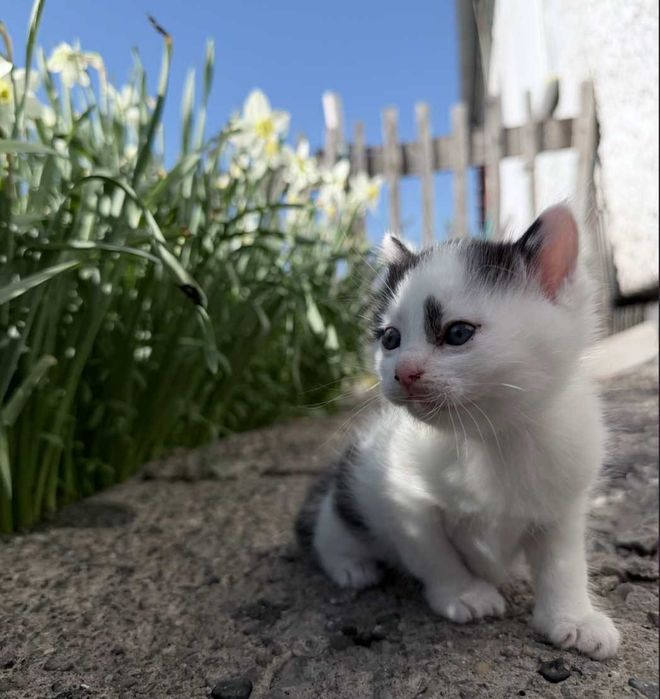 Ласковая кошечка ищет дом