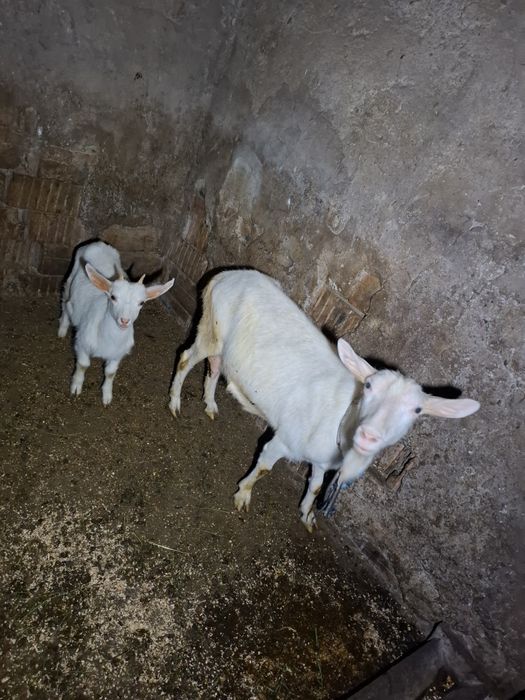 Vând capra cu un ied