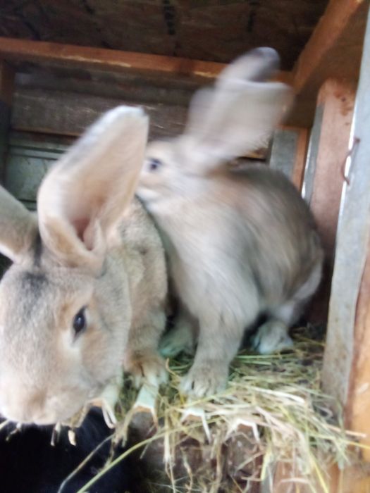 Vind oua  și iepuri