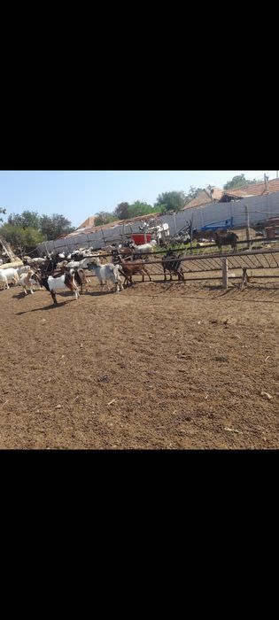 Vând capre și oi bune