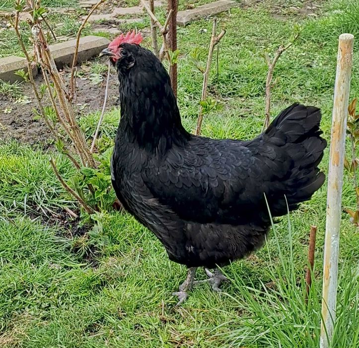 Gaini de un an, ouatoare,  rasa AUSTRALOP