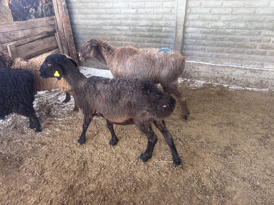 Қой, тоқты сатылады