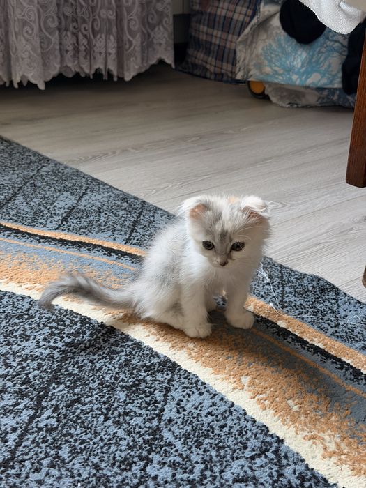 Шотландская вислоухая