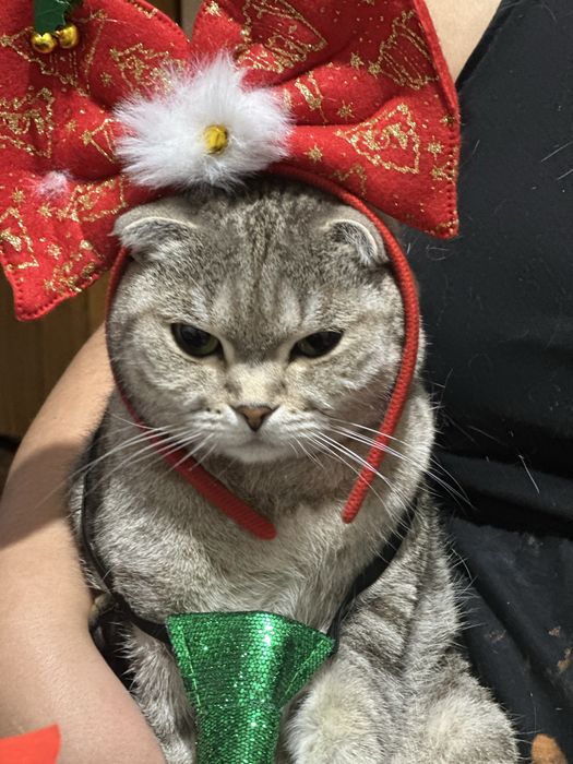Британиские вислоухие шотланки.