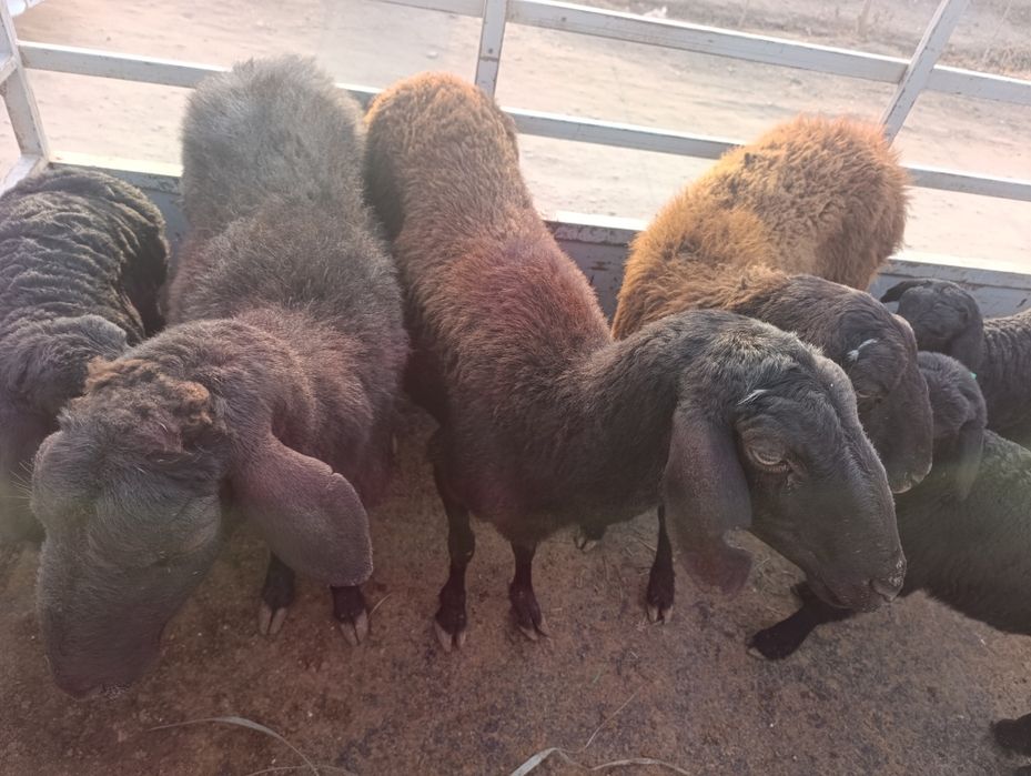 Ona bola qazoqi qõylar sotiladi