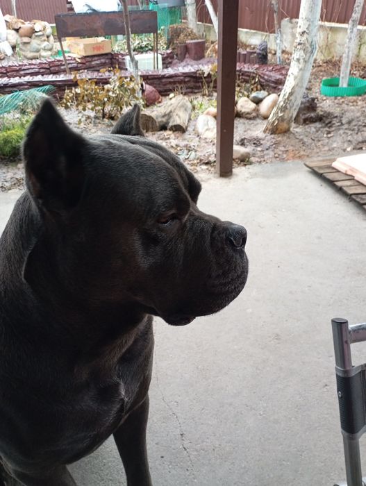 Вязка Кане Корсо