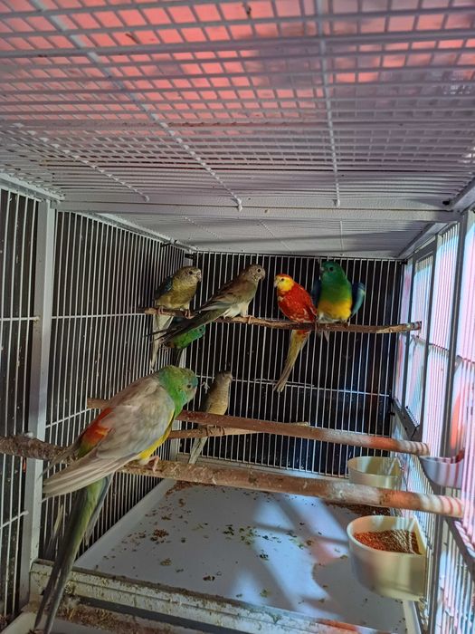 Vând perusi pui,maturi cântatori nimfe kakariki rosella  turturele .