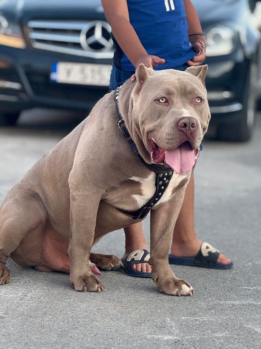 Американско Були хл