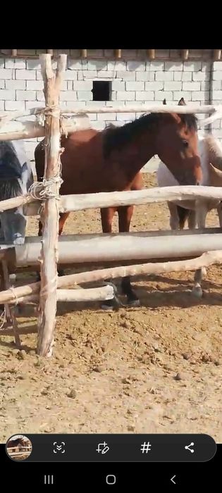 Семіз жылқы сатылады