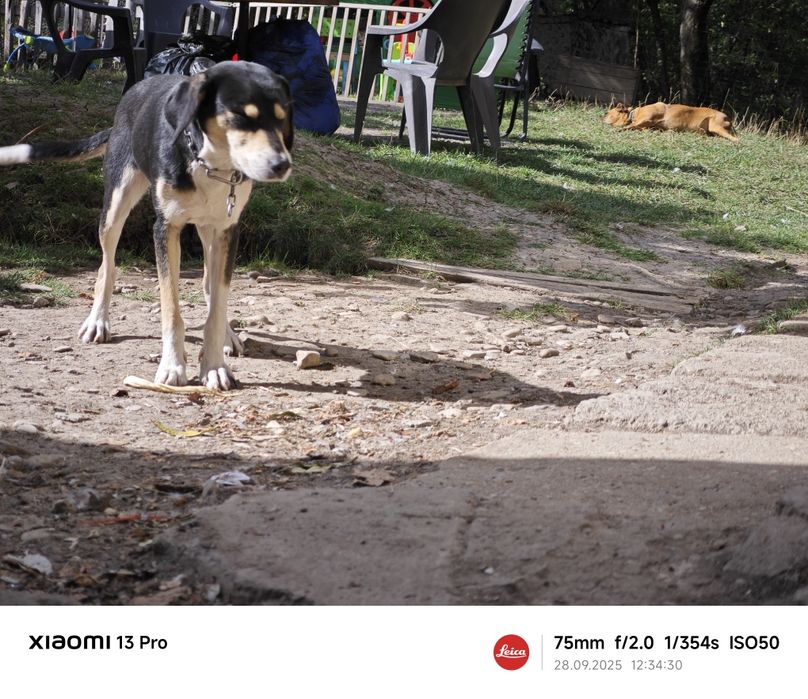 Donez copoi sârbesc tricolor cu labrador
