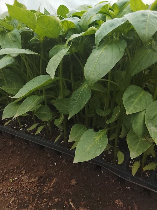 Răsaduri legume !!!