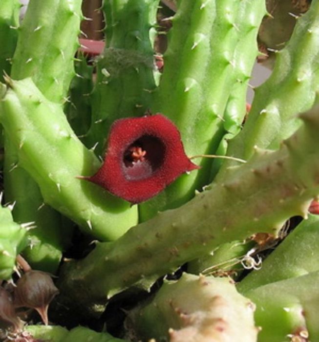 Сукулент  красивый