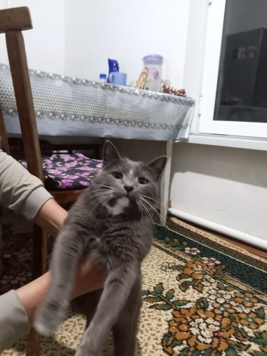 Котята мальчики полосатые шустрые