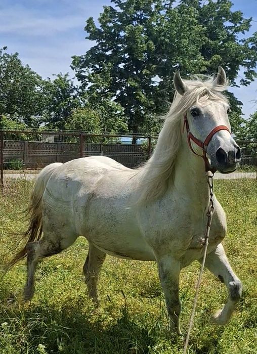 Iapă lipițeancă 8 ani