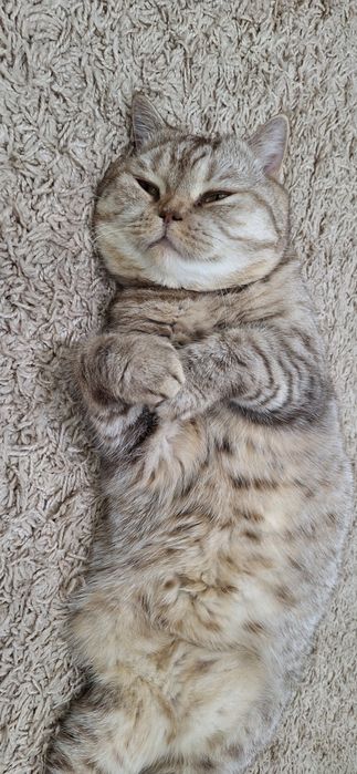 Отдам даром кота!