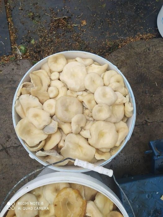 грузди Баравое  маслята,лисички