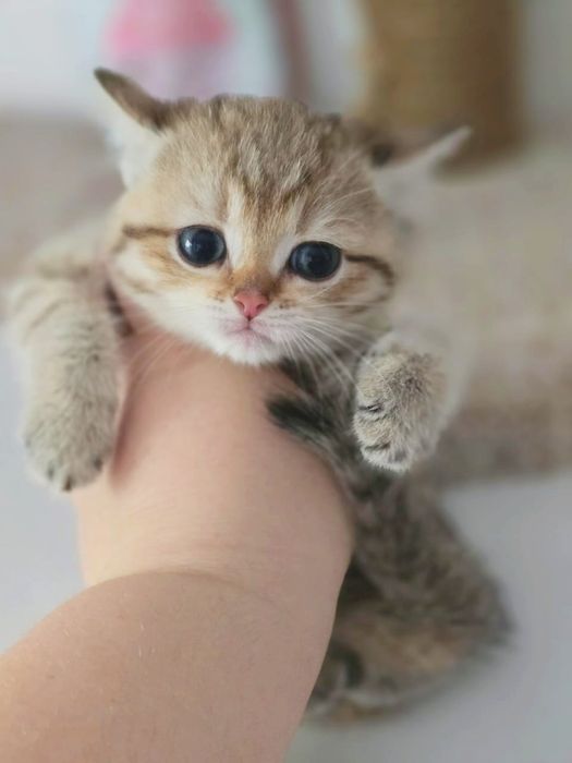 Кошечка ТиГрЯшА бРитаНскаЯ