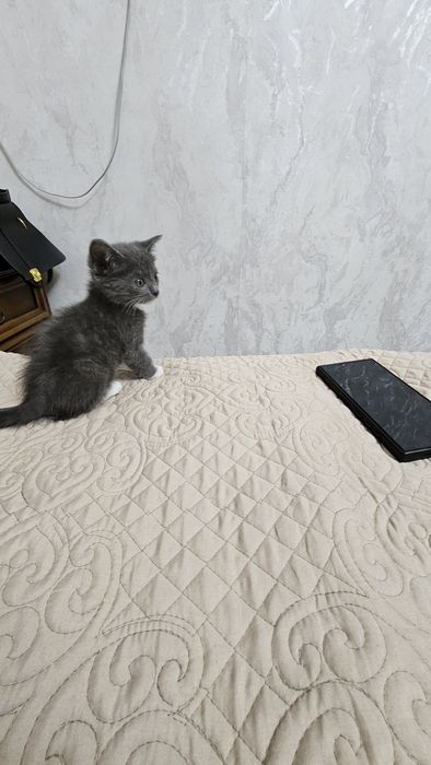 Отдам котенка девочка в хорошие руки
