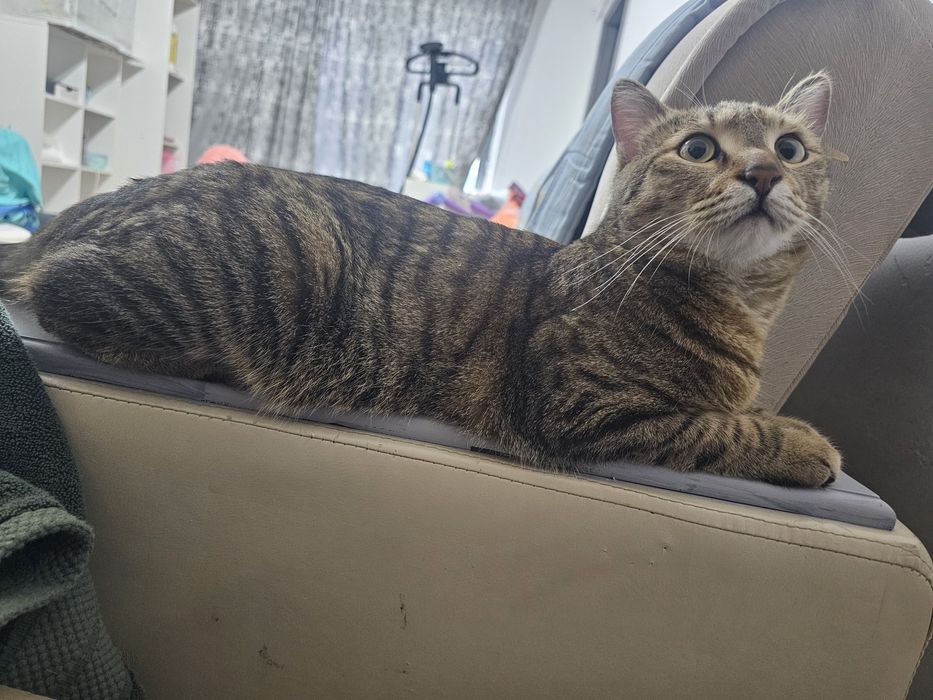 Отдам кошку добрым людям